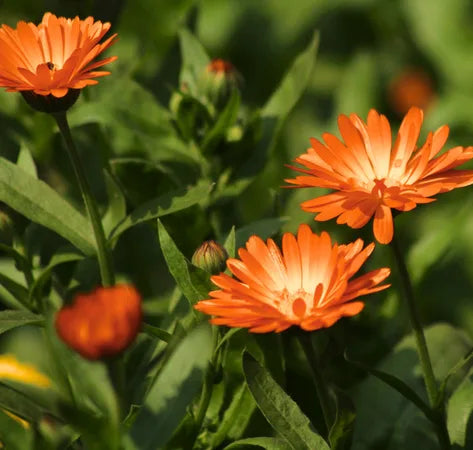 Calendula marigold flowers used in a soothing natural acne balm