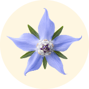 BORAGE