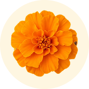 MARIGOLD FLOWER EXTRACT