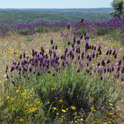 dwdwclose-up-of-a-bush-of-wild-lavender-in-bloom-field-close-to-fermoselle-spain-free-photo.jpg__PID:0384d151-9fb3-43da-8c2a-440304d1e226