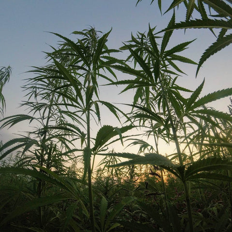 Hemp plant, the source of hemp seed oil for skin