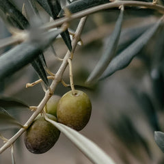 Olive-derived squalane oil used in natural skincare