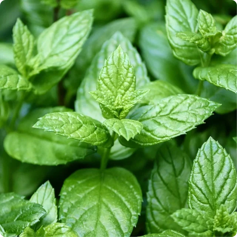 Close-up of fresh green peppermint leaves, a botanical used in natural skincare
