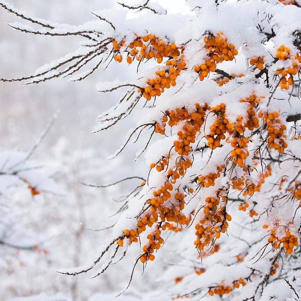 snoesea-buckthorn-at-winter-jaak-nilson.jpg__PID:1a17770f-7316-48f3-99f8-9dd32d547387